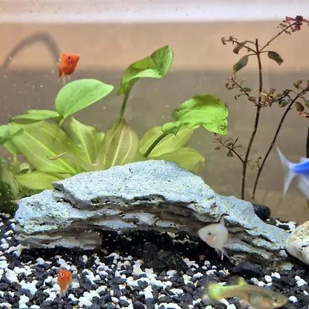 Premium Center Jogailos Апартаменты