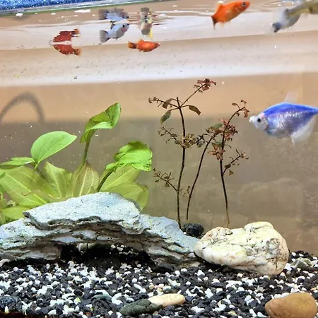 Premium Center Jogailos Апартаменты *