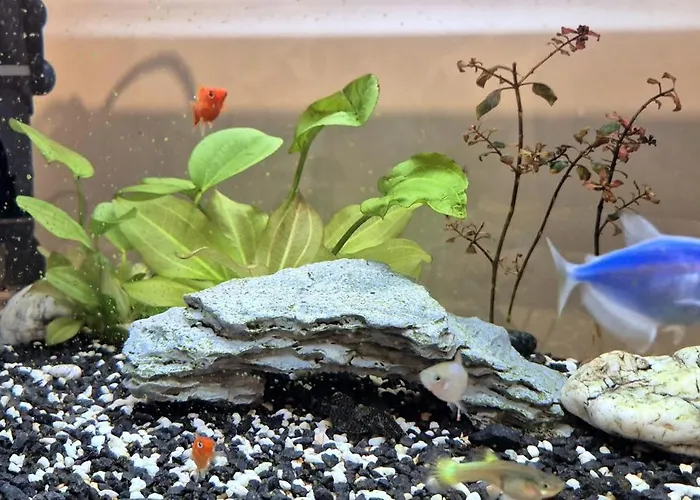 Premium Center Jogailos Apartament