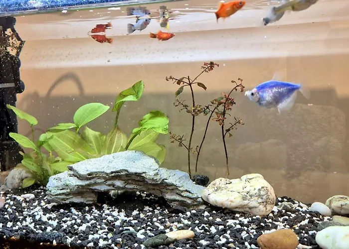 Premium Center Jogailos Apartament *