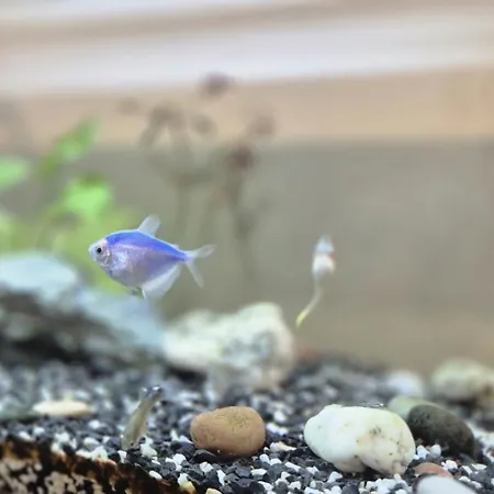 Premium Center Jogailos *