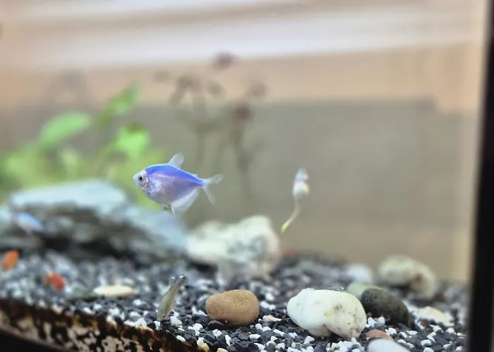 Premium Center Jogailos *